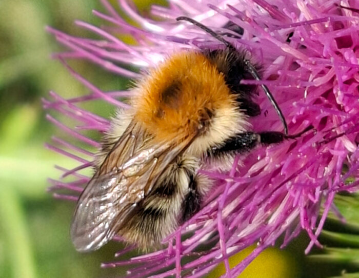 Ackerhummel