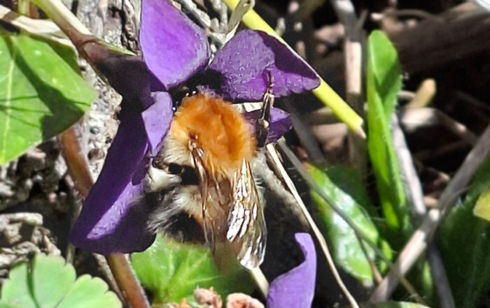 Ackerhummel