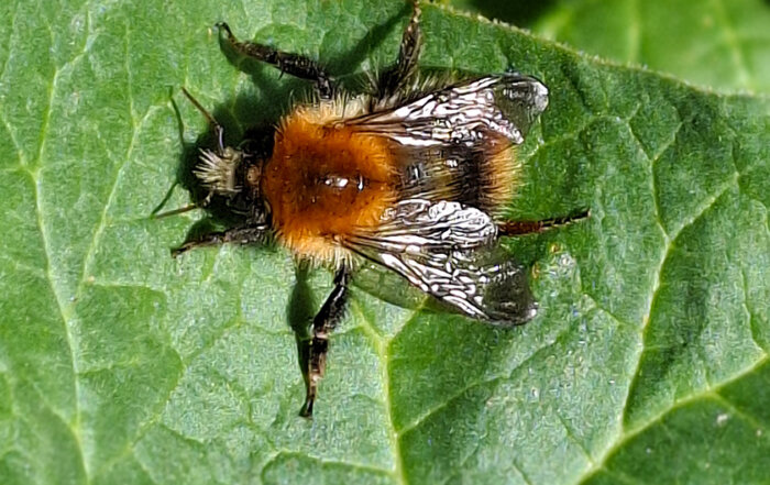 Ackerhummel