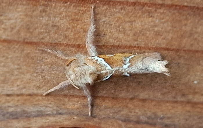 Ampfer-Wurzelbohrer