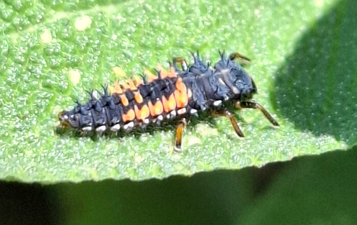 Asiatischer Marienkäfer