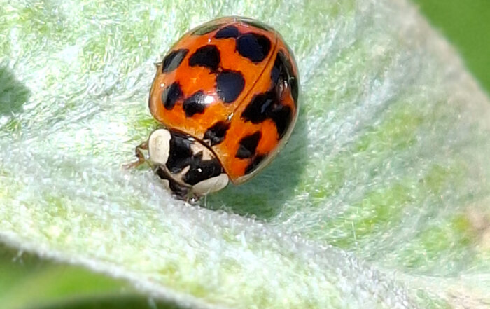 Asiatischer Marienkäfer