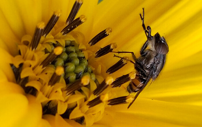 Augenstreifen-Schmeißfliege