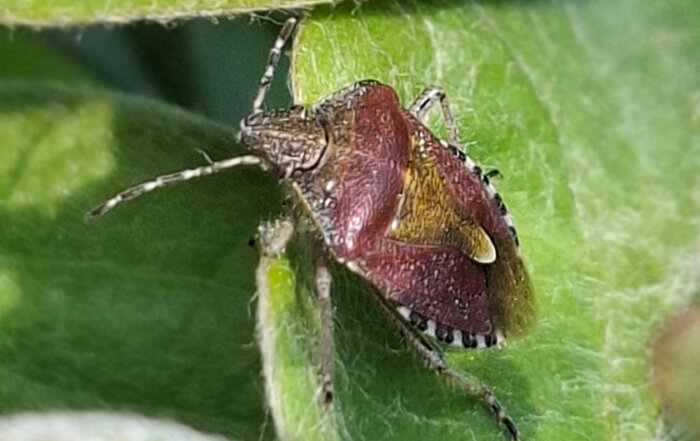 Beerenwanze