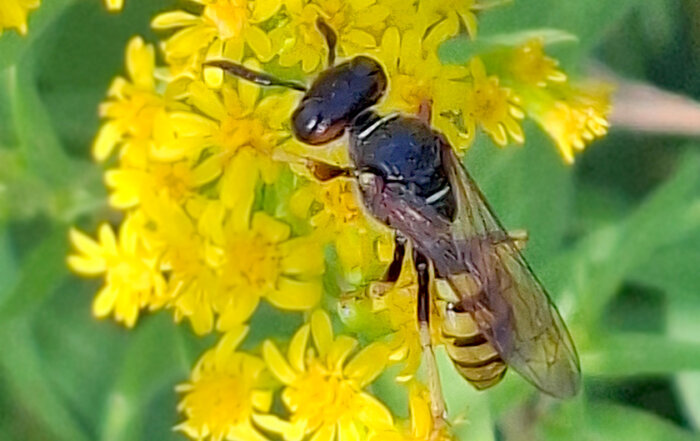Bienenwolf
