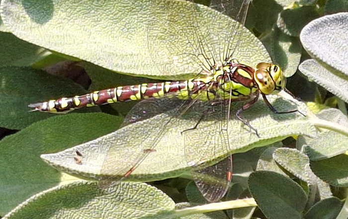 Blaugrüne Mosaikjungfer