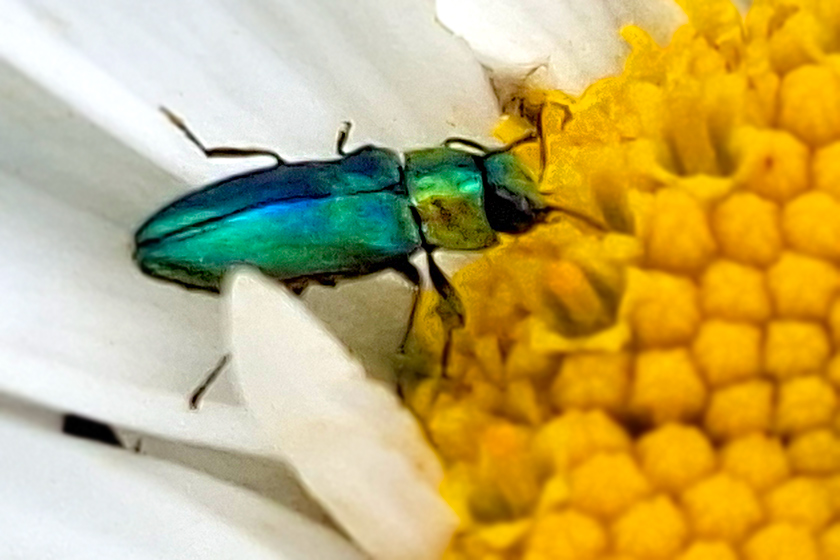 Männlicher Blütenprachtkäfer