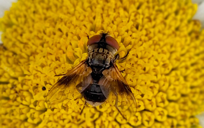 Breitflügelige Raupenfliege