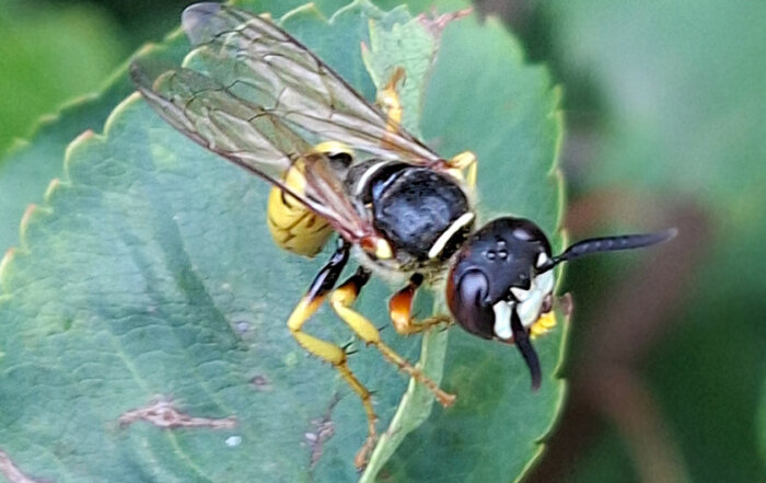 Bienenwolf