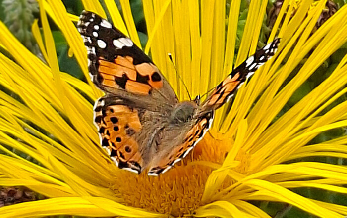 Distelfalter