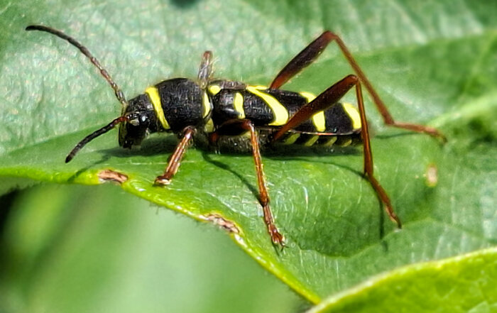 Echter Widderbock
