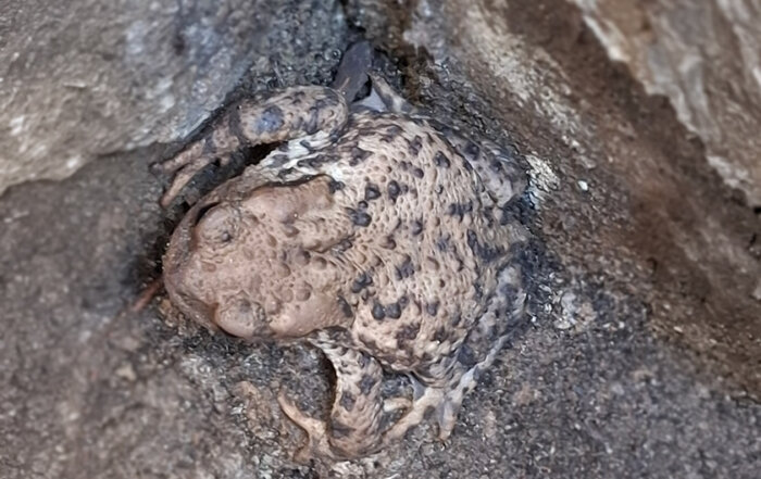 Erdkröte