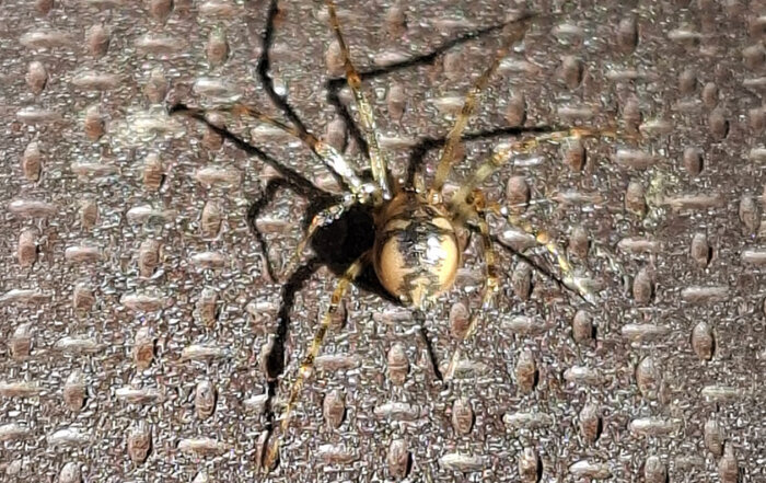 Gefleckte Höhlenspinne