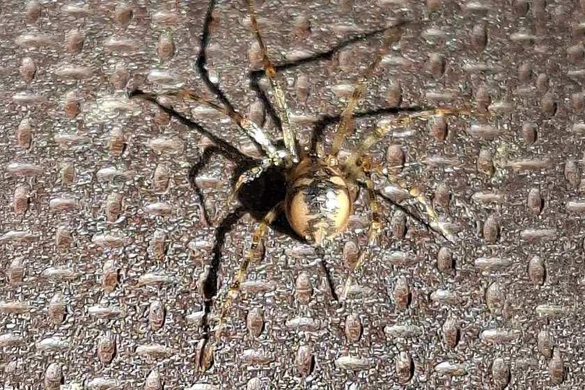 Gefleckte Höhlenspinne