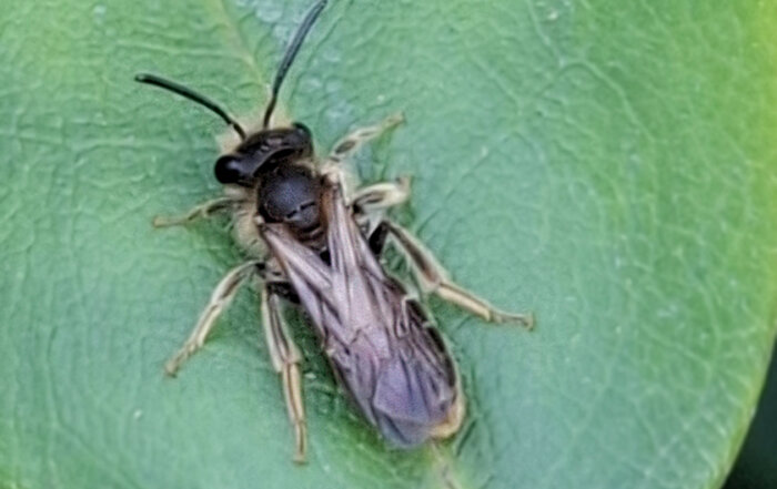 Gelbbeinige Kielsandbiene