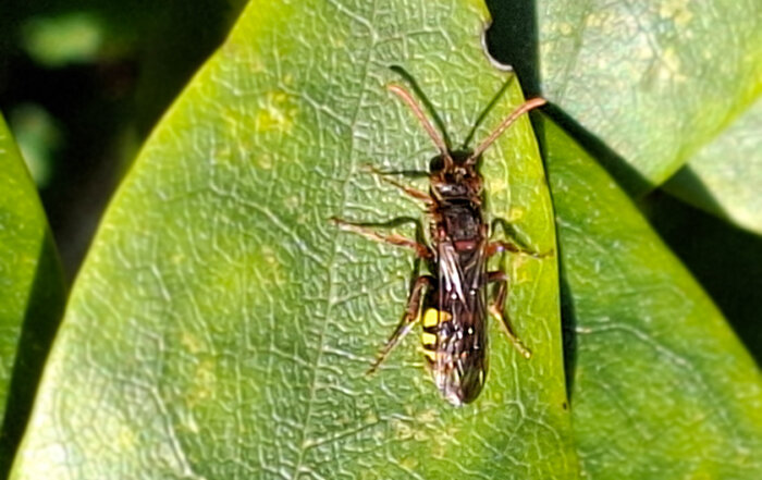 Gelbe Wespenbiene
