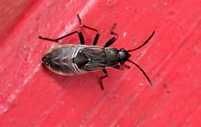 Gemeine Bodenwanze