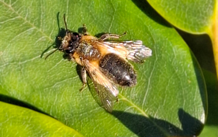 Gesellige Sandbiene