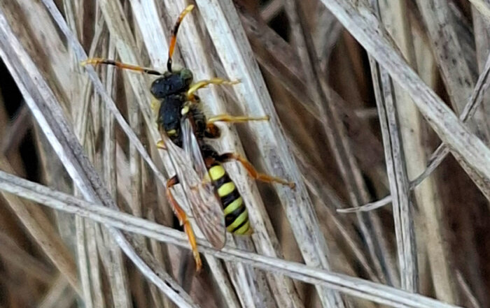 Gewöhnliche Wespenbiene
