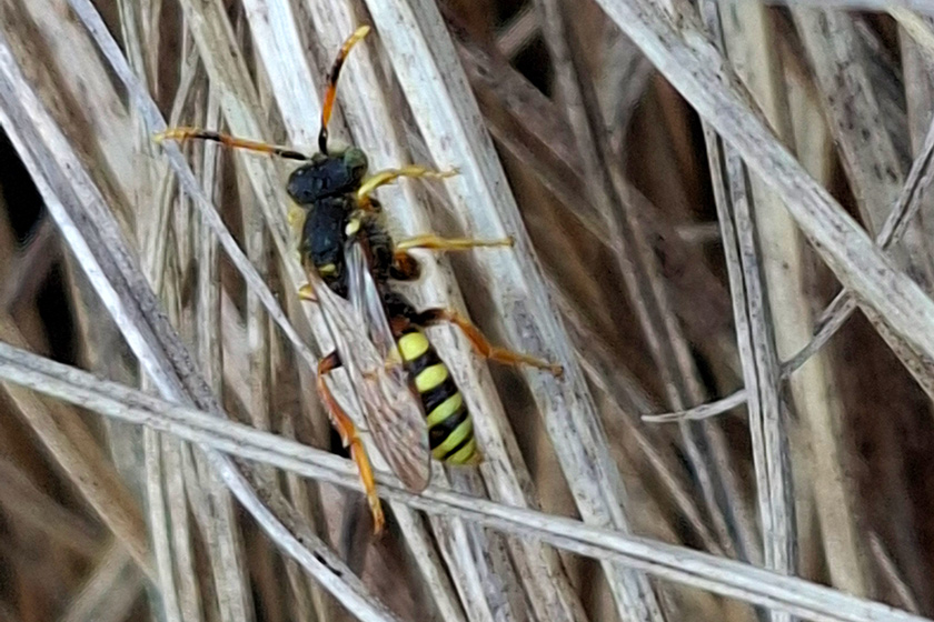 Gewöhnliche Wespenbiene