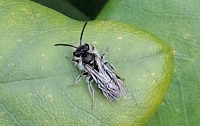 Gewöhnliche Zwergsandbiene