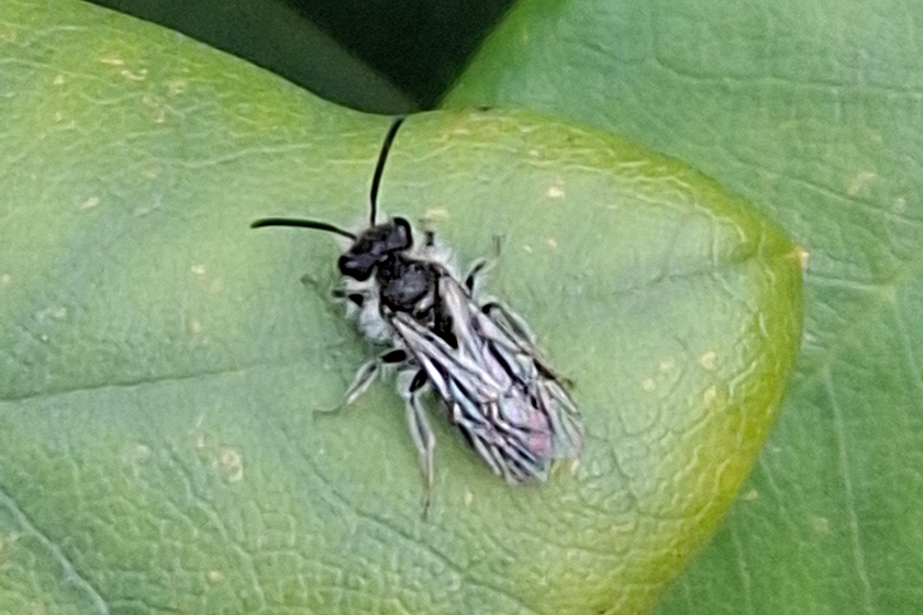 Gewöhnliche Zwergsandbiene