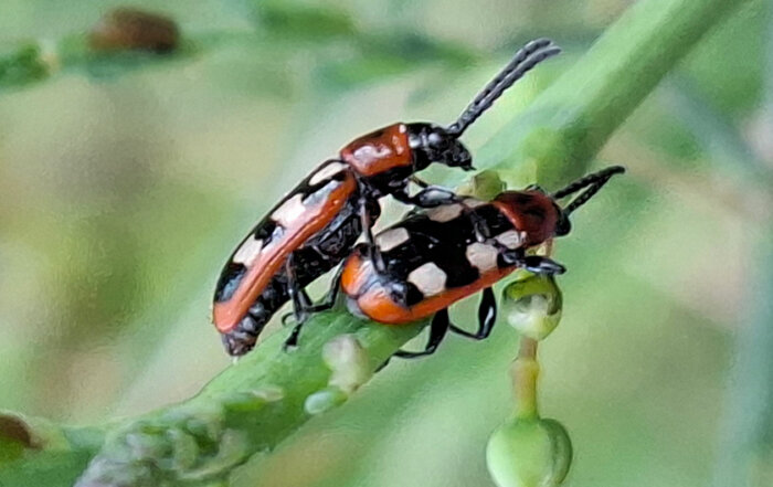 Gewöhnliches Spargelhähnchen