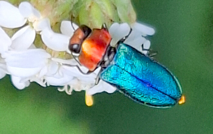 Glänzender Blütenprachtkäfer