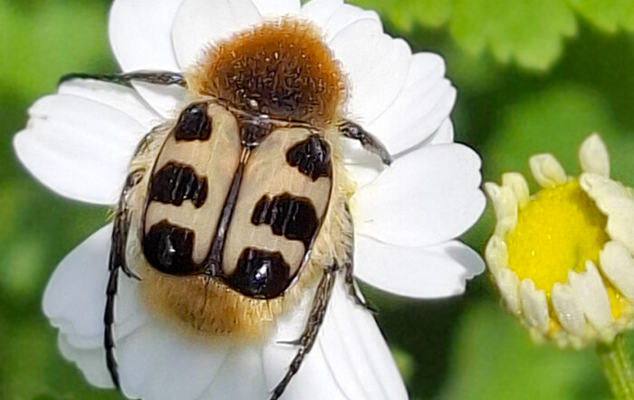 Glattschieniger Pinselkäfer