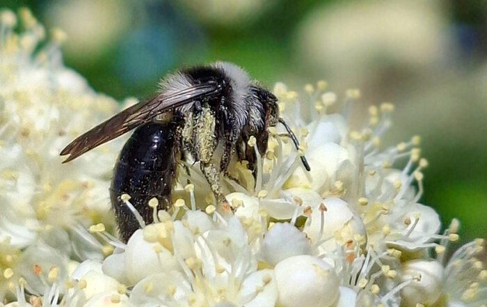 Grauschwarze Düstersandbiene