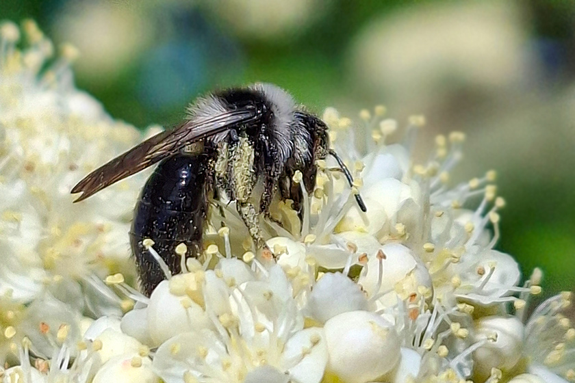 Grauschwarze Düstersandbiene