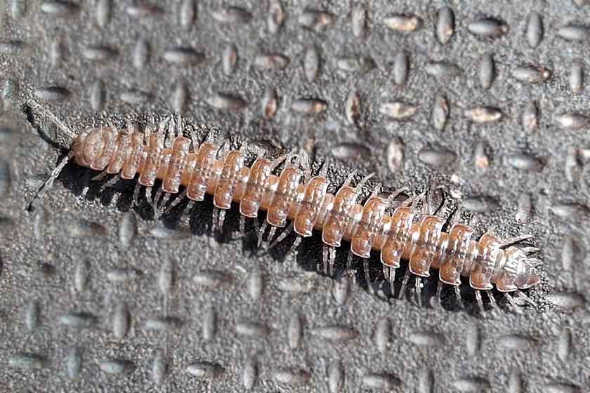 Großer Westlicher Bandfüßer