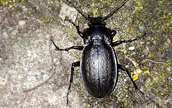 Hainlaufkäfer