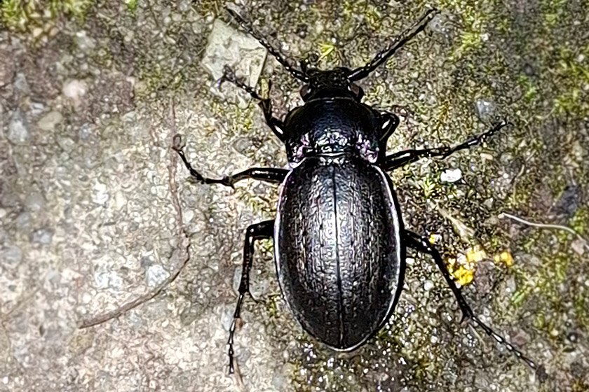 Hainlaufkäfer