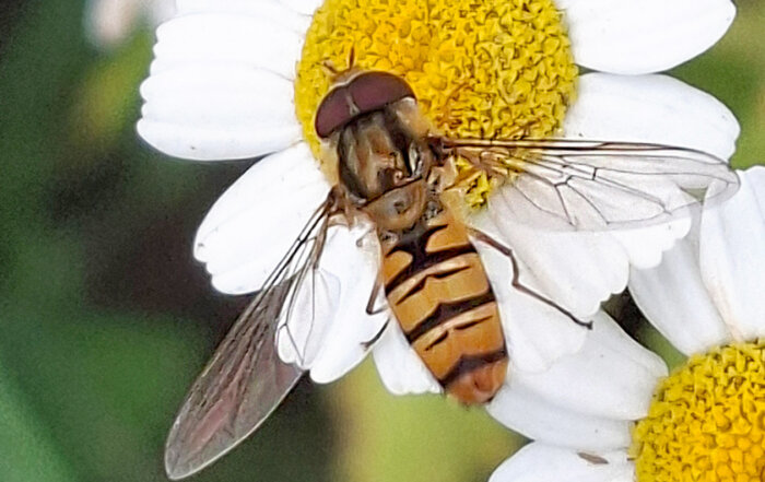 Hainschwebfliege