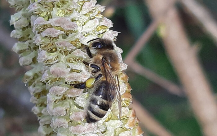 Honigbiene auf Haselblüte