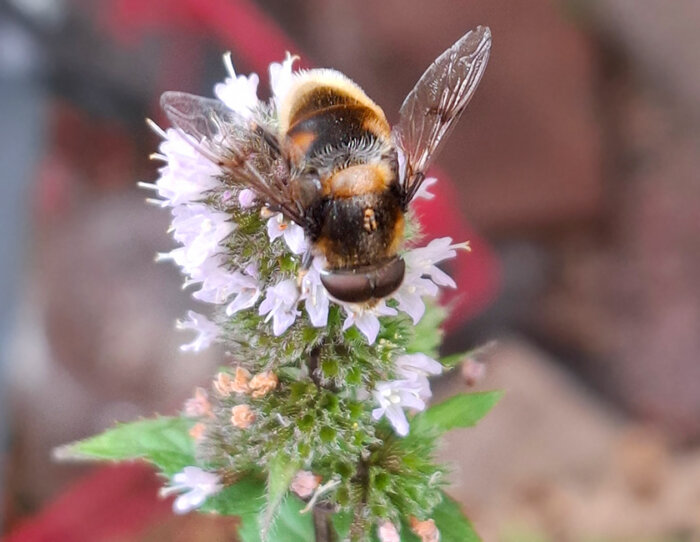 Hummel-Keilfleckschwebfliege