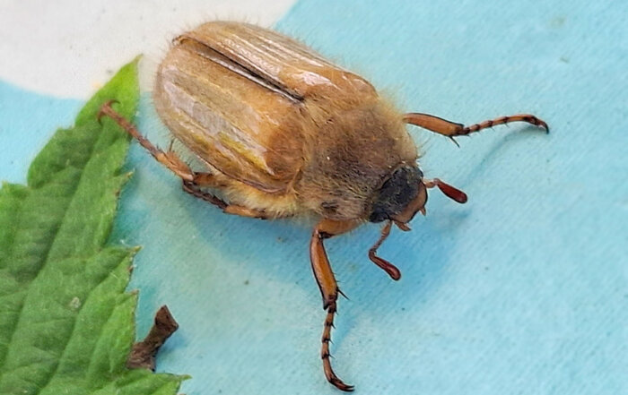Junikäfer oder Gerippter Brachkäfer