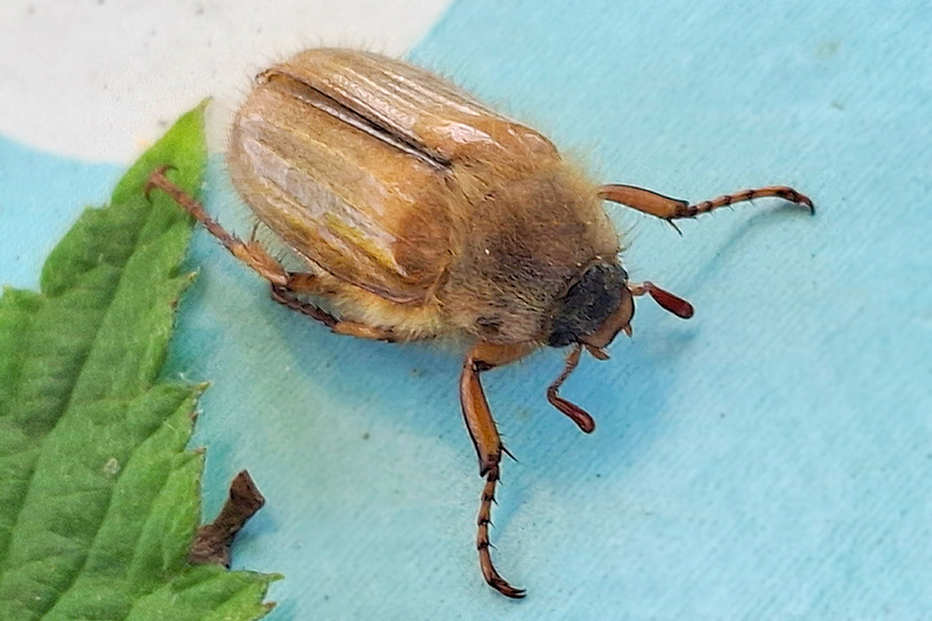 Junikäfer oder Gerippter Brachkäfer
