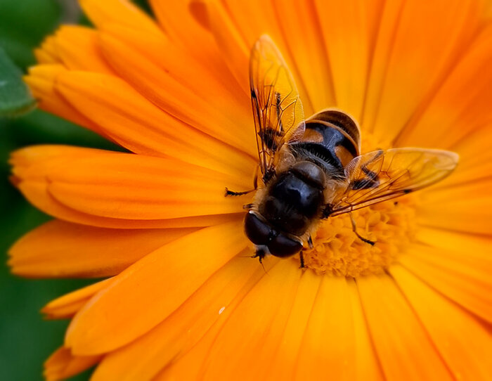 Scheinbienen-Keilfleckschwebfliege