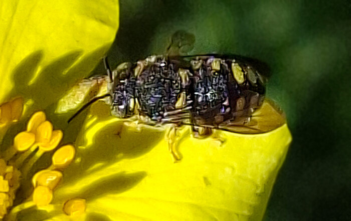 Kleine Harzbiene