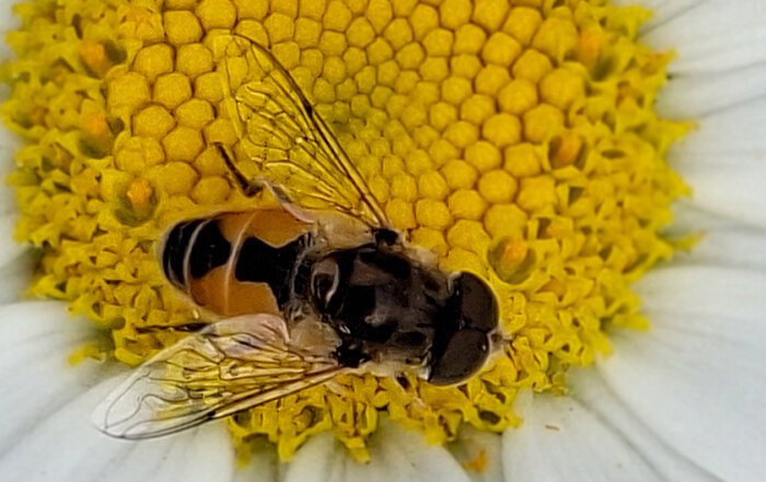 Kleine Keilfleckschwebfliege
