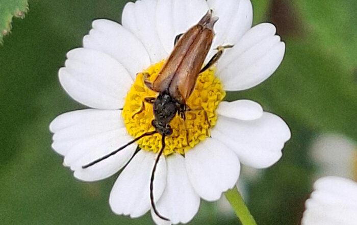 Kleiner Halsbock
