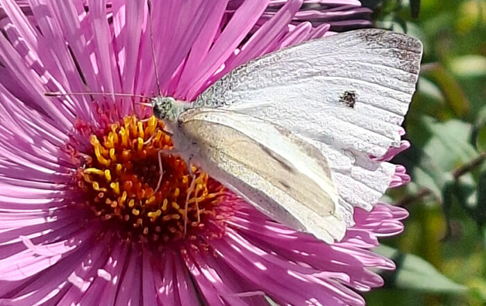 Kleiner Kohlweißling