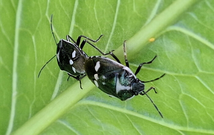 Kohlwanze