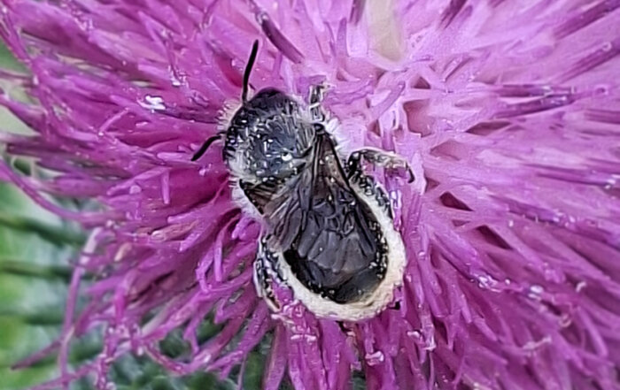 Kratzdistel-Mauerbiene