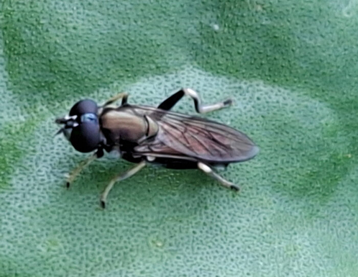 Gemeine Langbauchschwebfliege