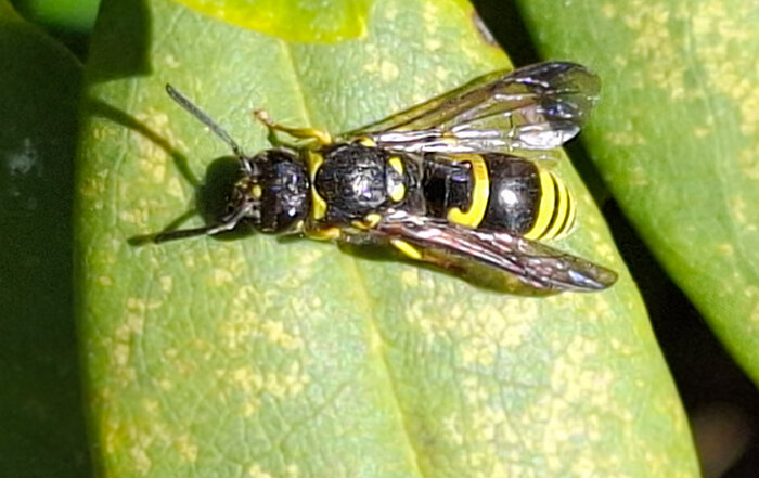 Lehmwespe