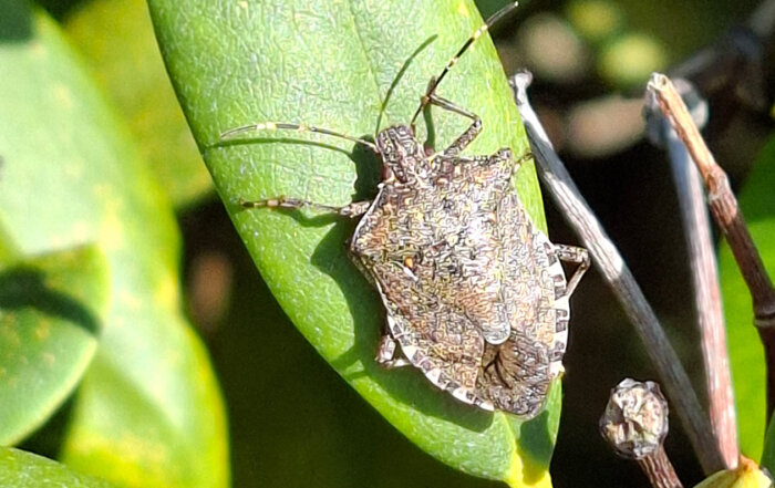 Marmorierte Baumwanze