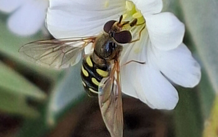 Mondfleck Feldschwebefliege